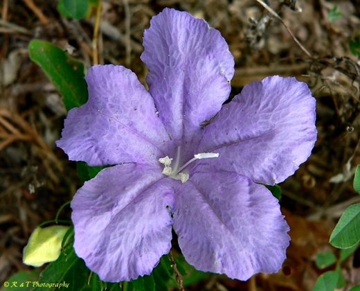{Ruellia caroliniensis}